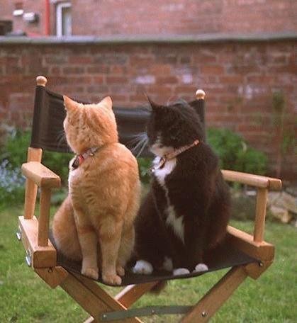Two cats in a chair